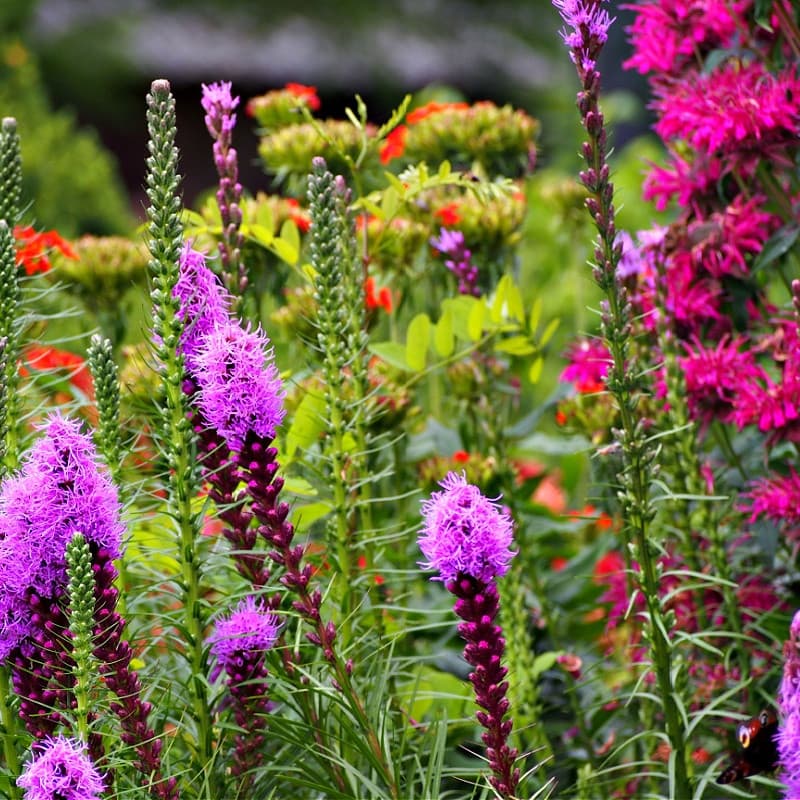 Gayfeather Liatris Plant for sale