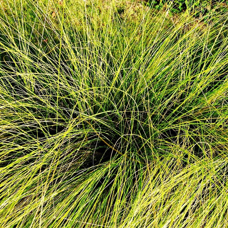 Carex Pensylvanica Plant for sale