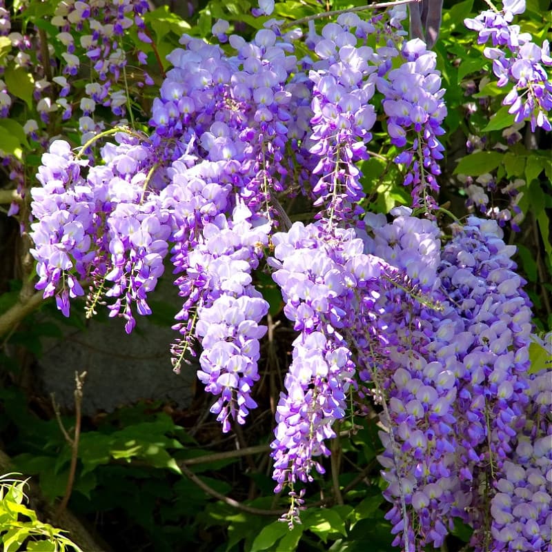 Wisteria for sale