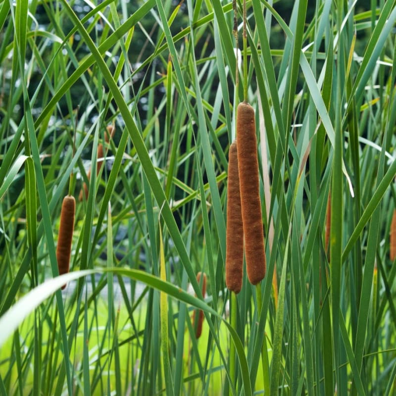 Cattail Plant for sale