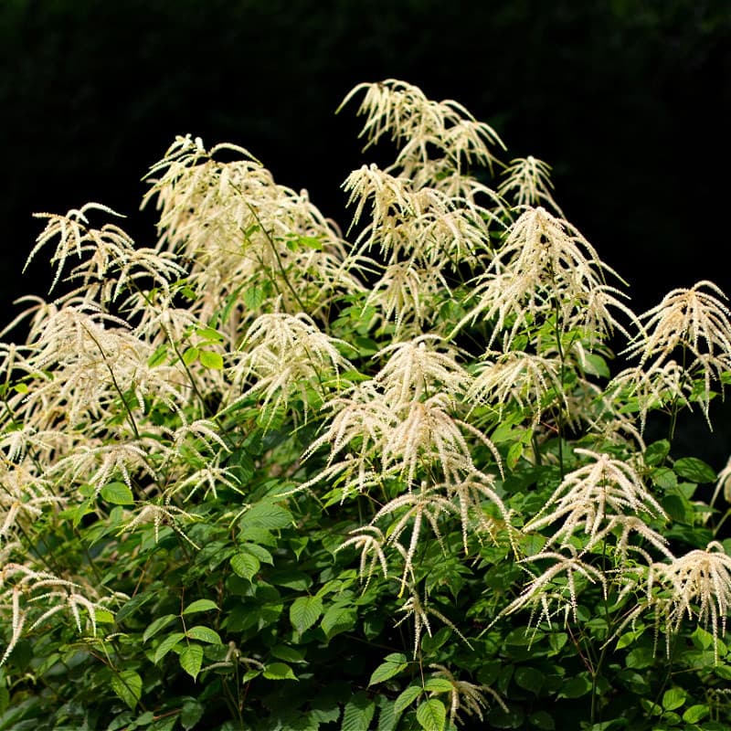 Goats Beard Plant