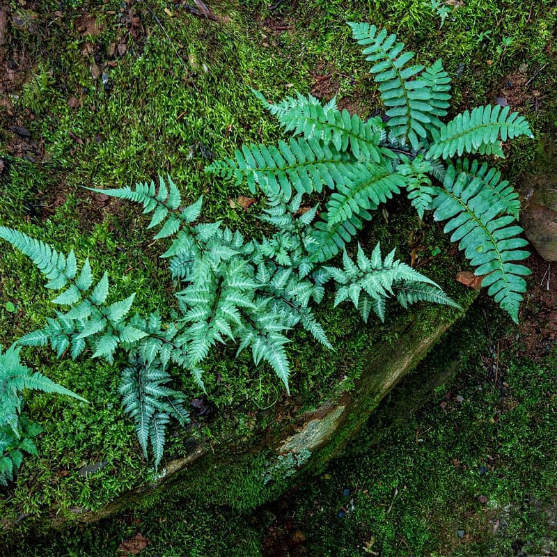 Christmas Fern for sale