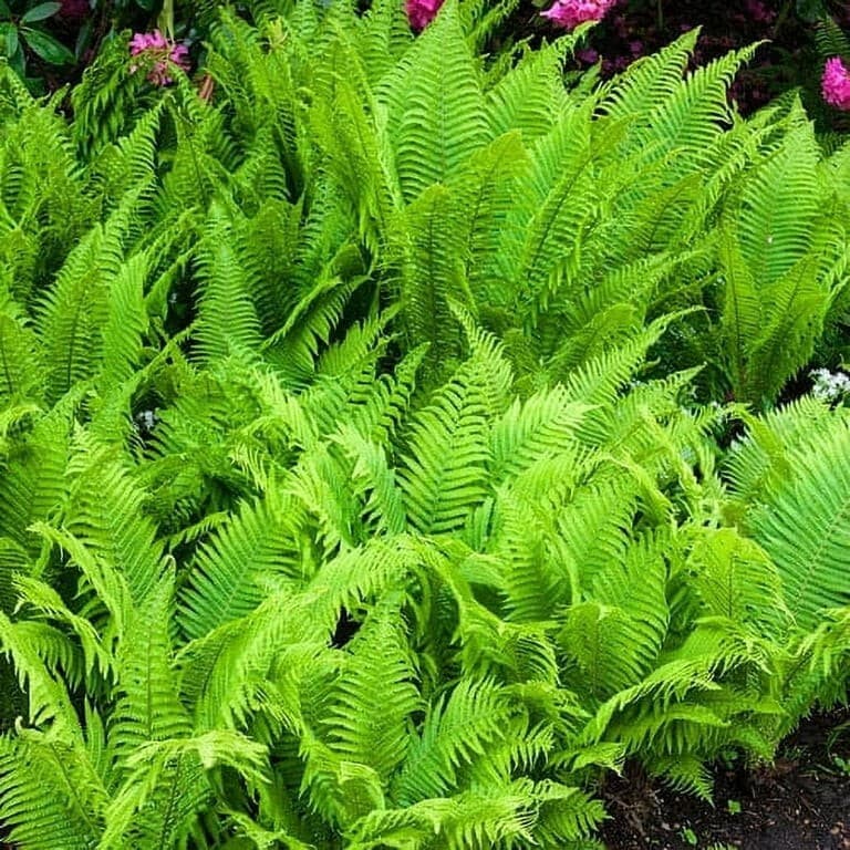 Hay Scented Fern