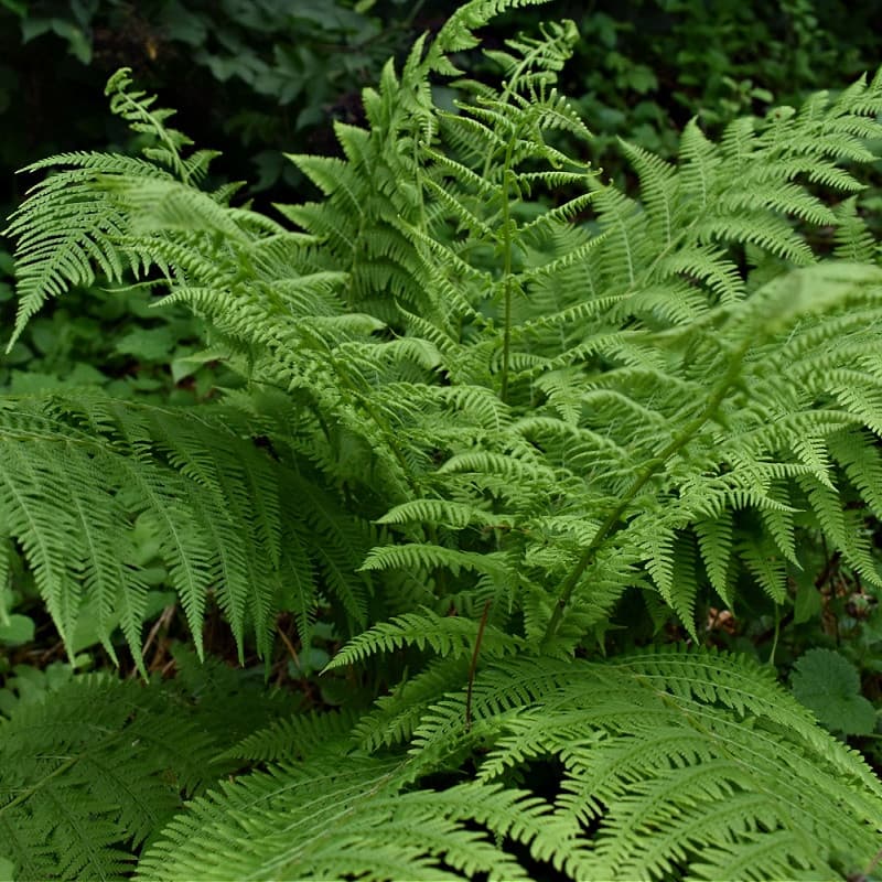 Lady Fern for sale