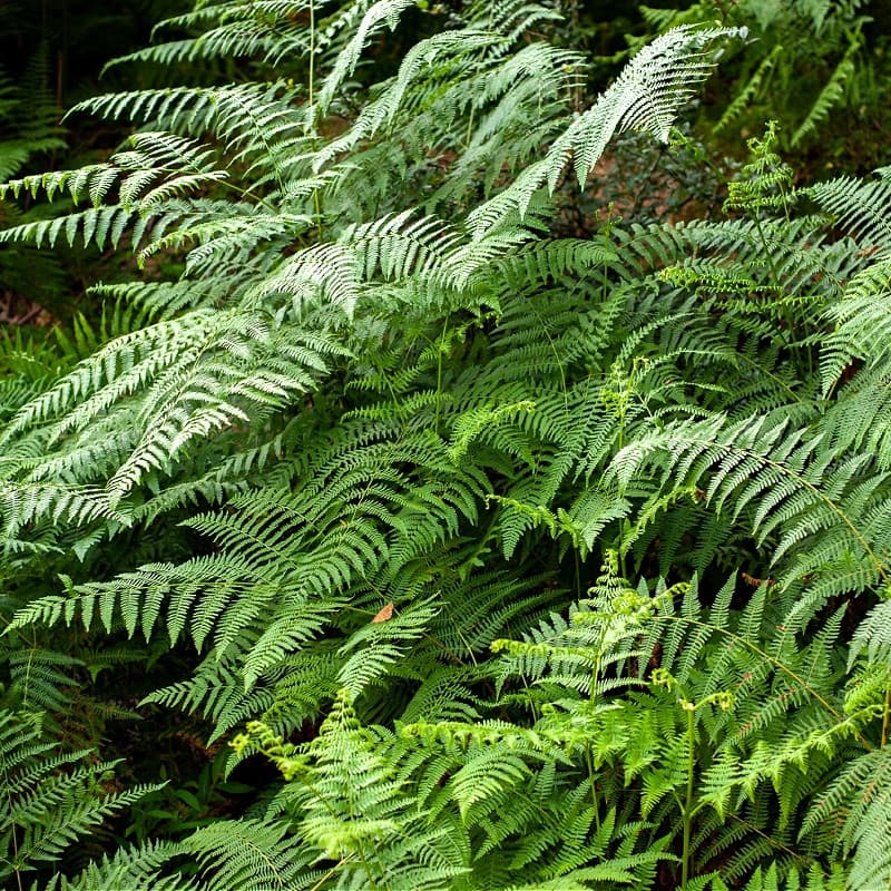 Bracken Ferns for sale