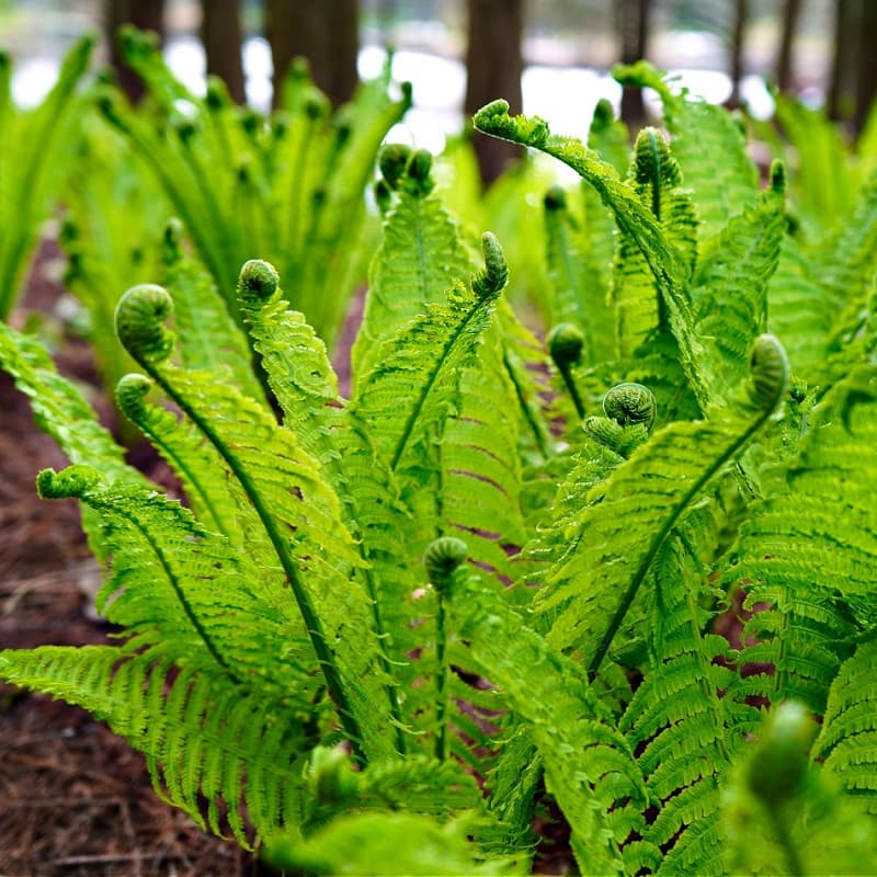 Fiddlehead Fern for sale