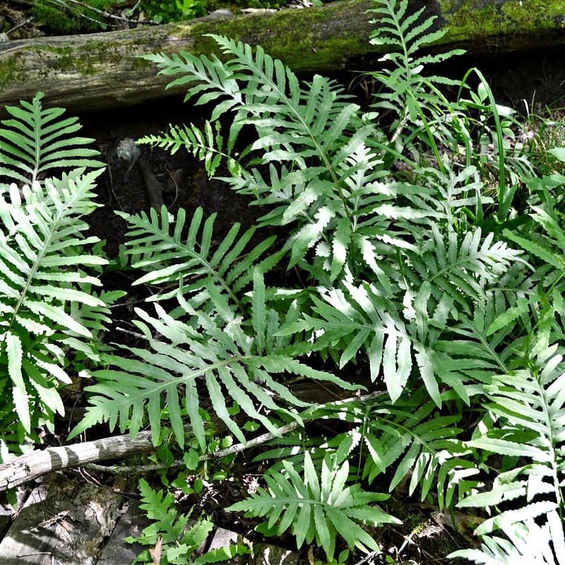 Sensitive Fern for sale