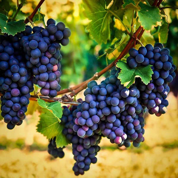 Grape Vine Plant