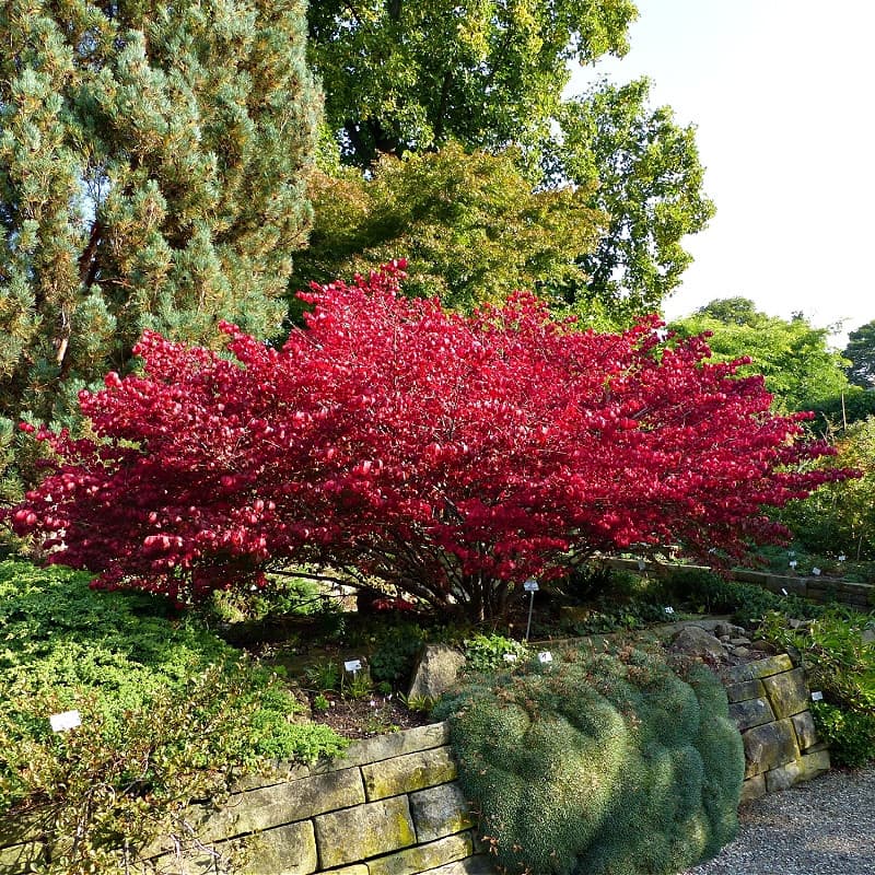 Burning Bush Shrub for sale