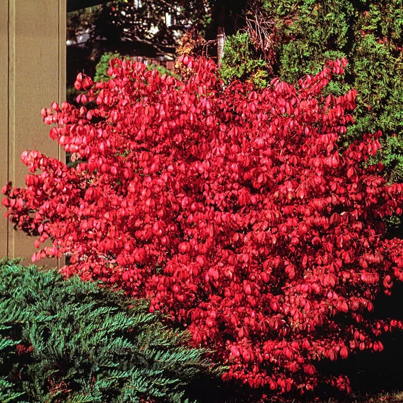 Burning Bush Shrub
