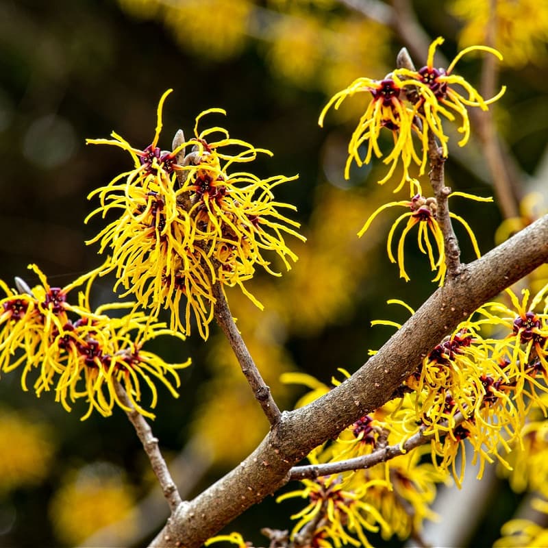 Witch Hazel Shrub for sale