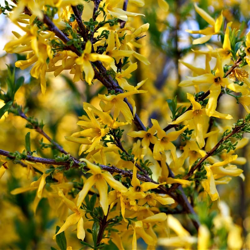 Forsythia Shrub for sale