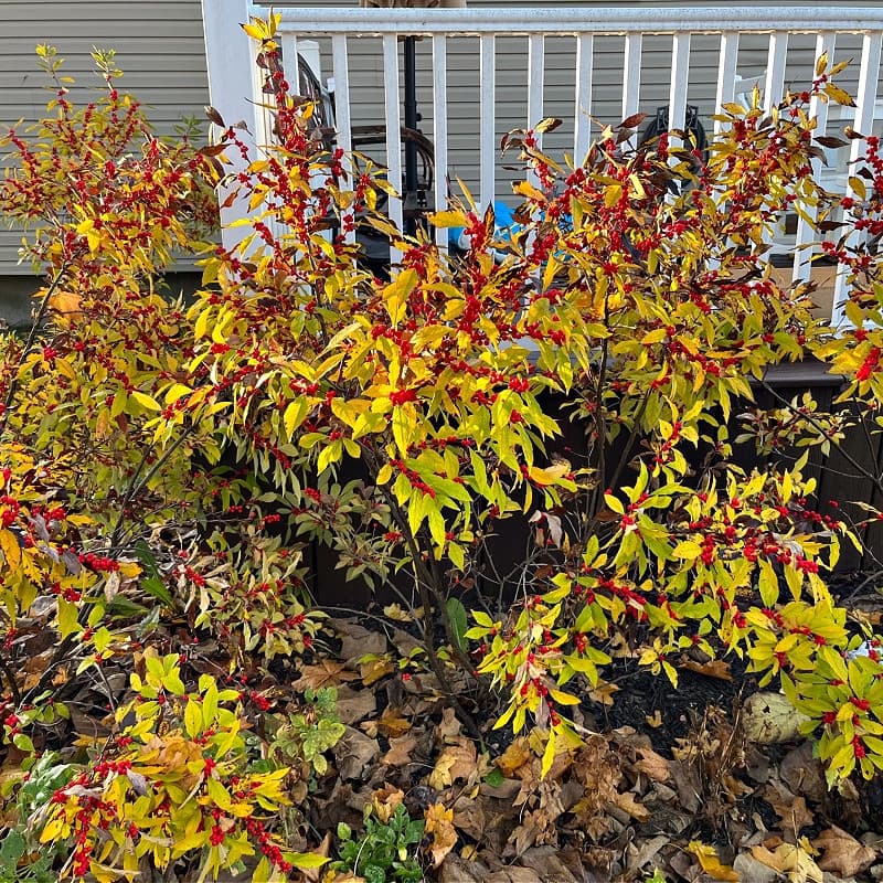 Deciduous Holly Shrub For sale