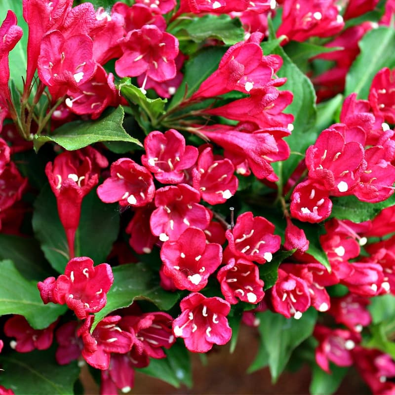 Red Weigela Shrub for sale