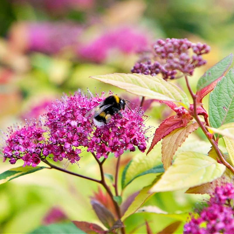 Spiraea Japonica Shrub