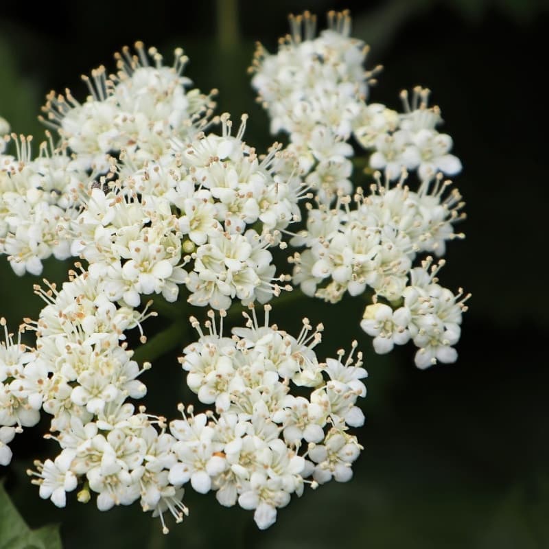 Viburnum Dentatum Shrub For Sale