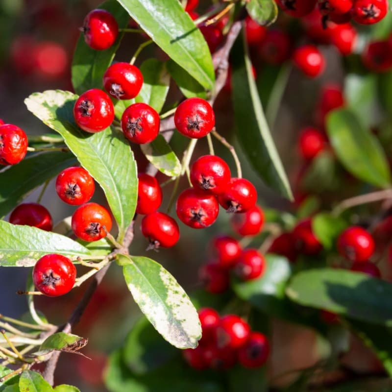 Red Chokeberry For Sale