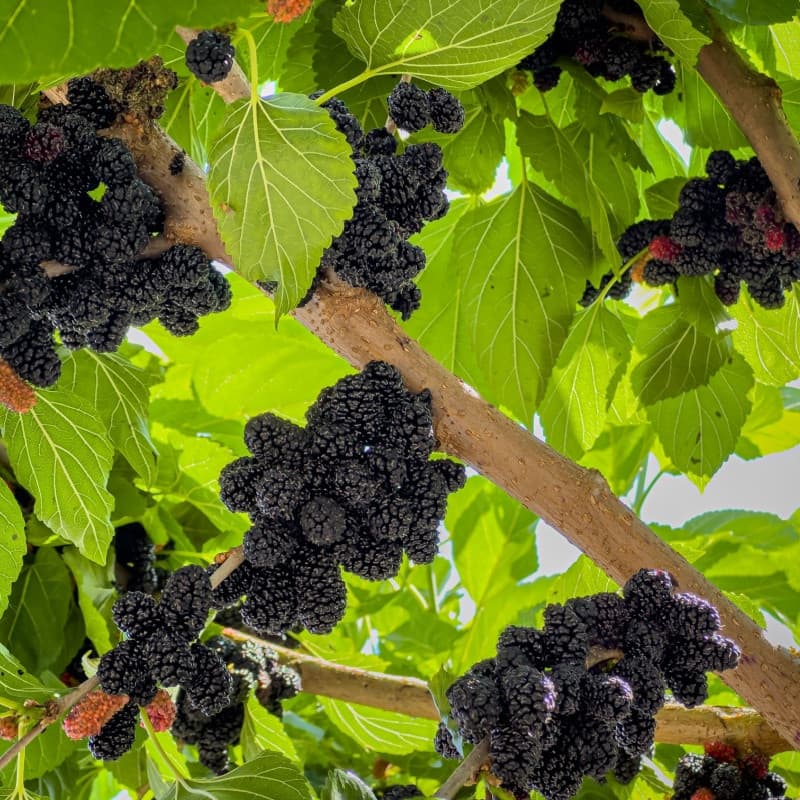Blackberry Shrub For Sale