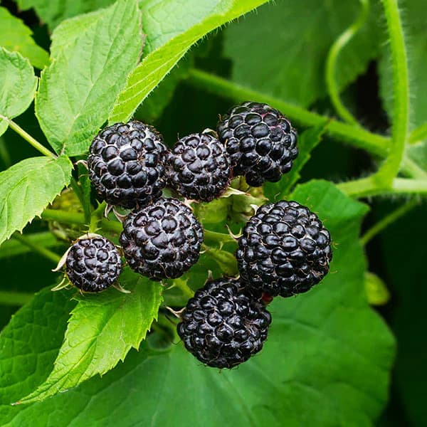 Black Raspberry Bush