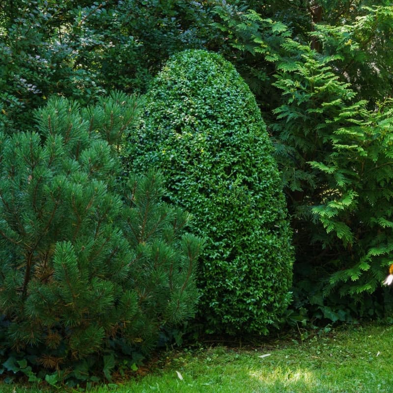 Green Mountain Boxwood For Sale
