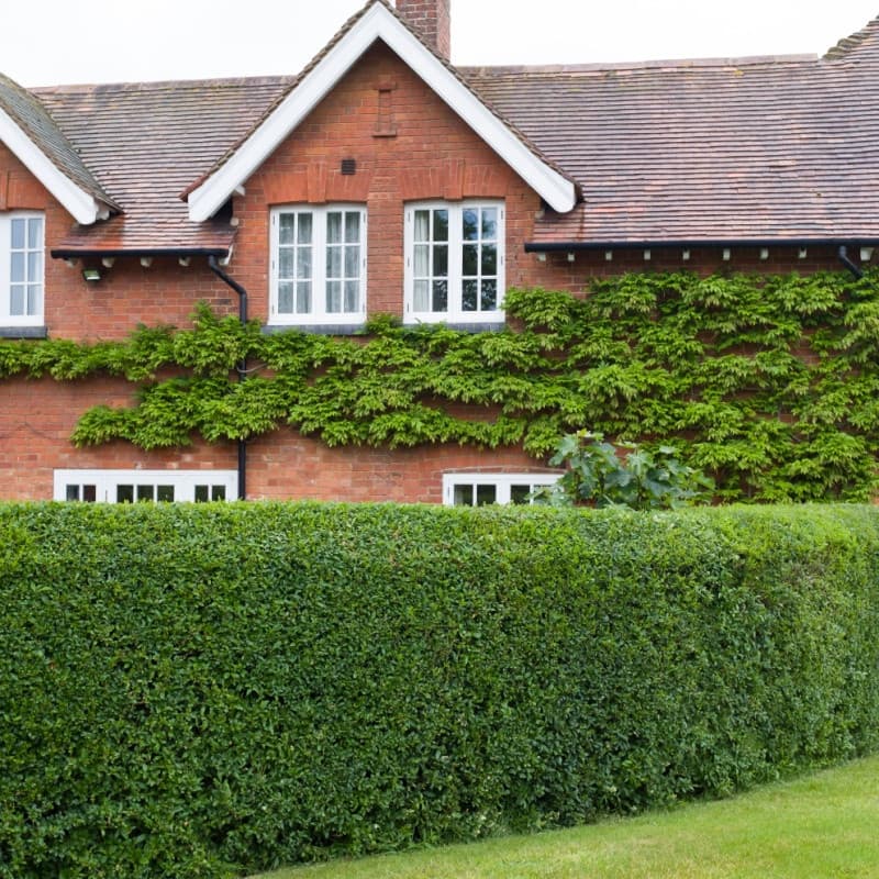 Northern Privet Hedge For Sale