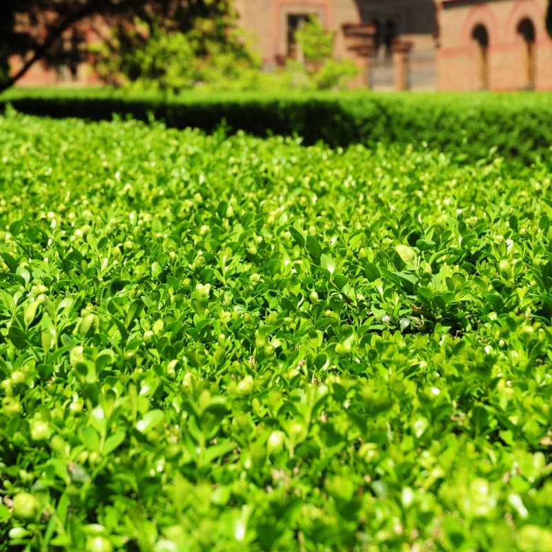 Wintergreen Boxwood Shrub For Sale