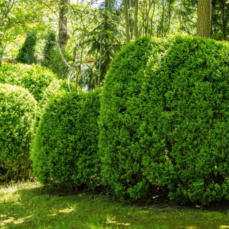 Green Velvet Boxwood Shrub
