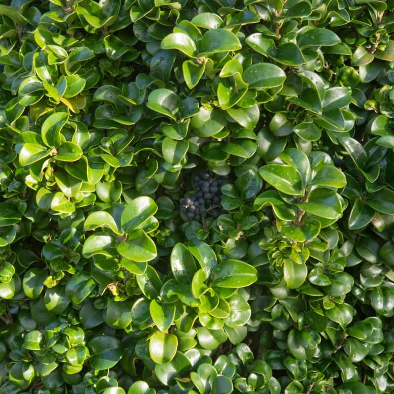 Wax Leaf Privet Shrub For Sale