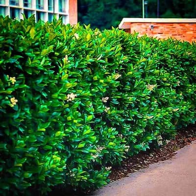 California Privet Hedge