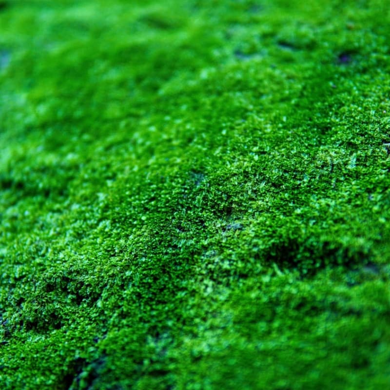 Carpet Moss