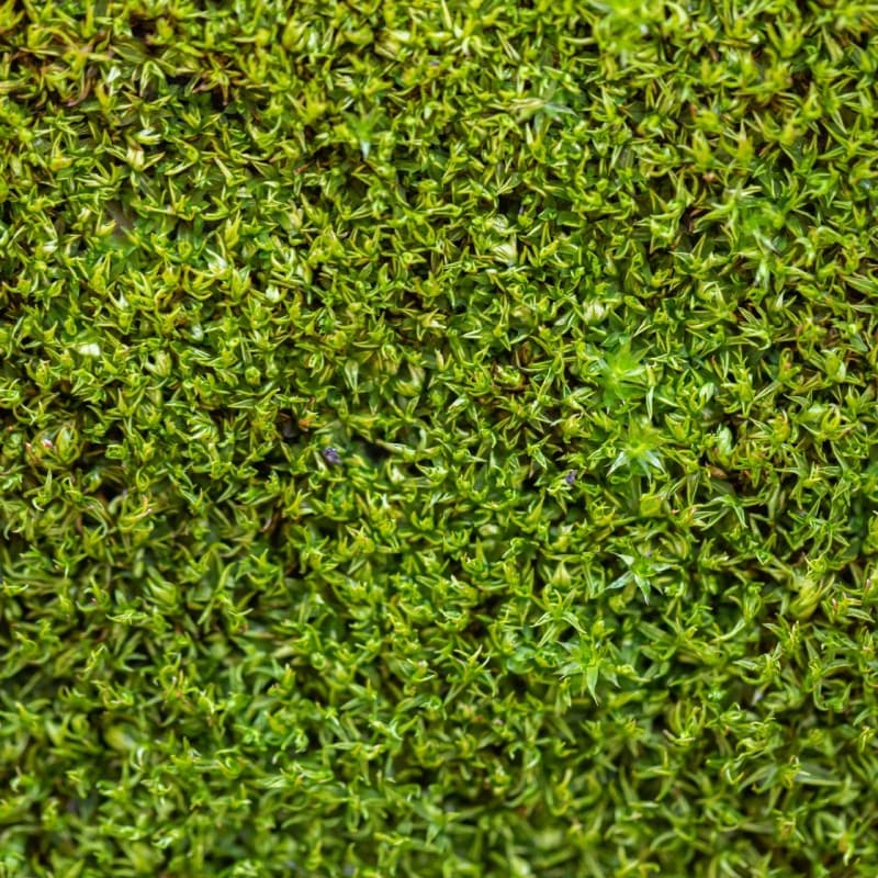 Lawn Moss