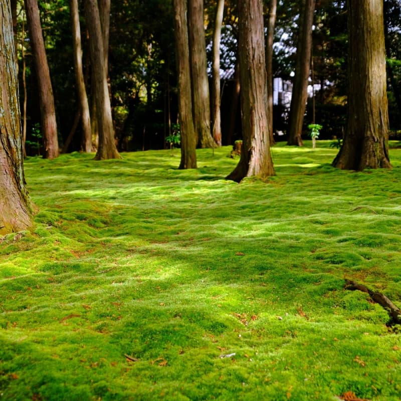Tree Moss