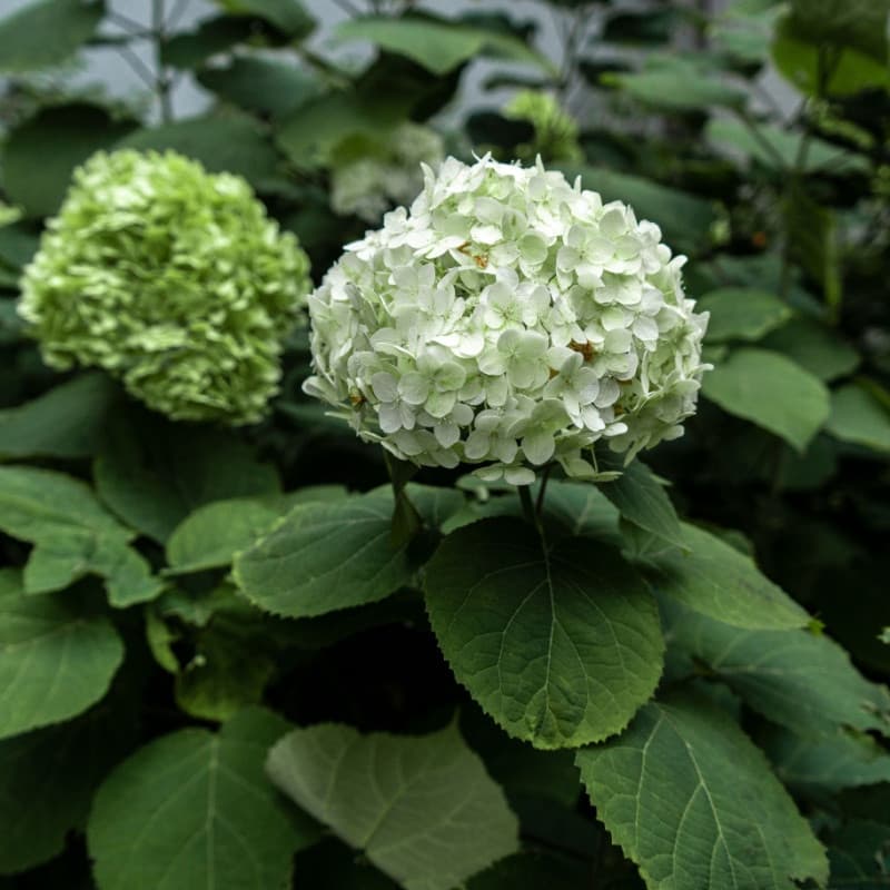 Hydrangea live stakes for sale