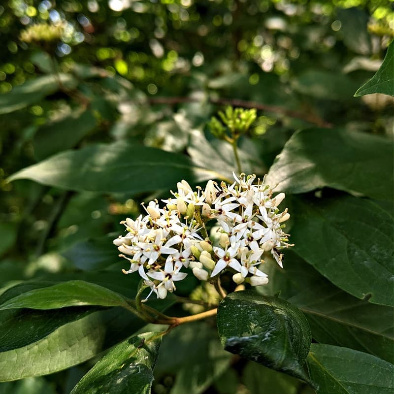 Roughleaf Dogwood live stakes for sale