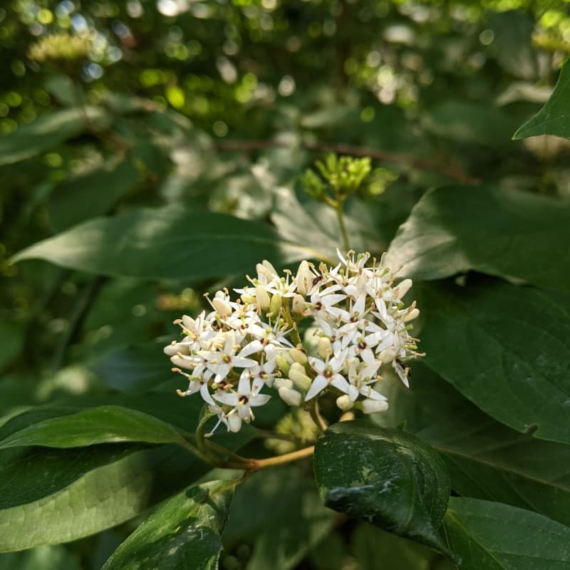 Roughleaf Dogwood Live Stakes