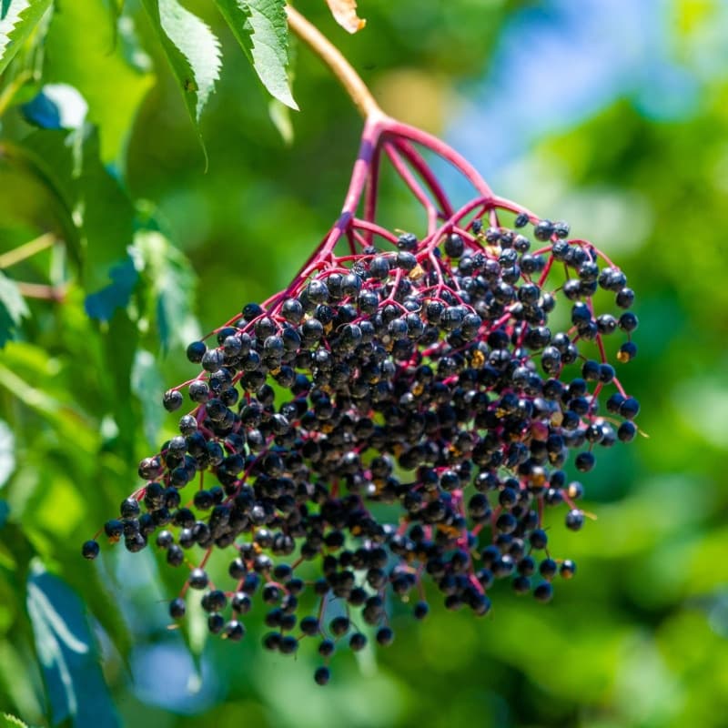 Elderberry Live Stakes For Sale