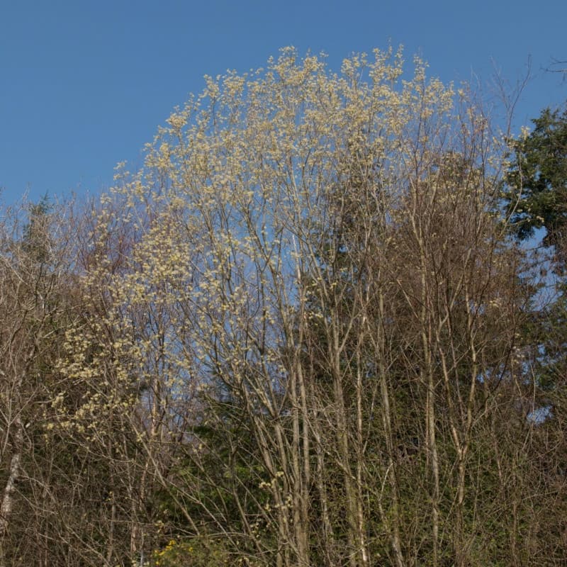 Pussy Willow Live Stakes For Sale