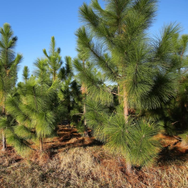 Loblolly Pine Seedlings For Sale