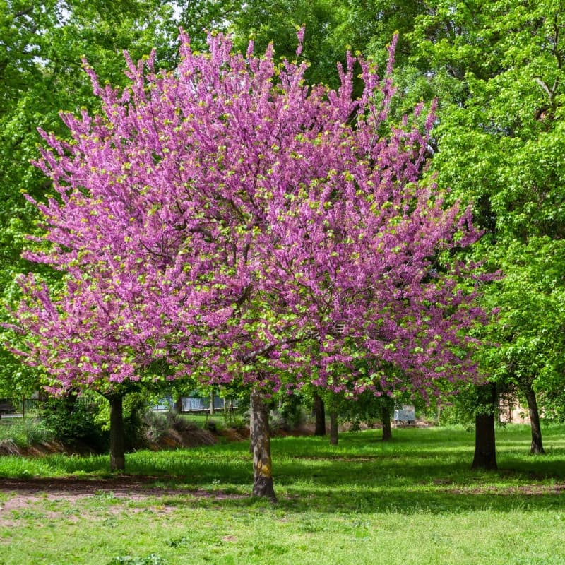 Redbud Seedlings