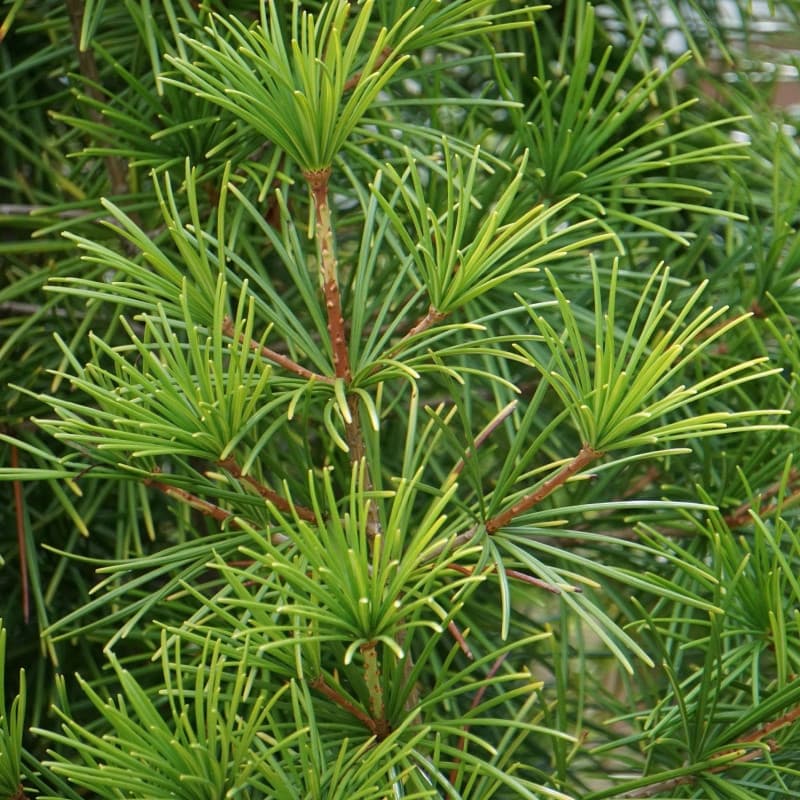 Virginia Pine Seedlings For Sale