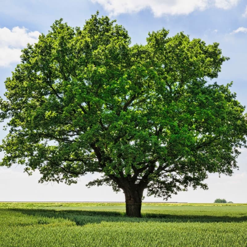 White Oak Seedlings