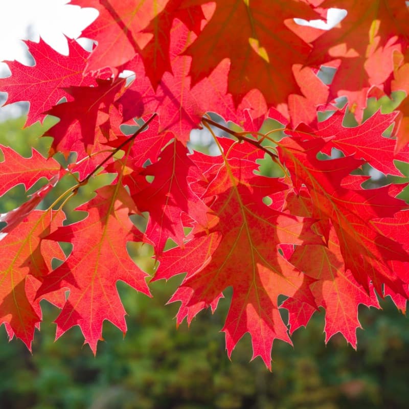 Red Oak Seedlings For Sale