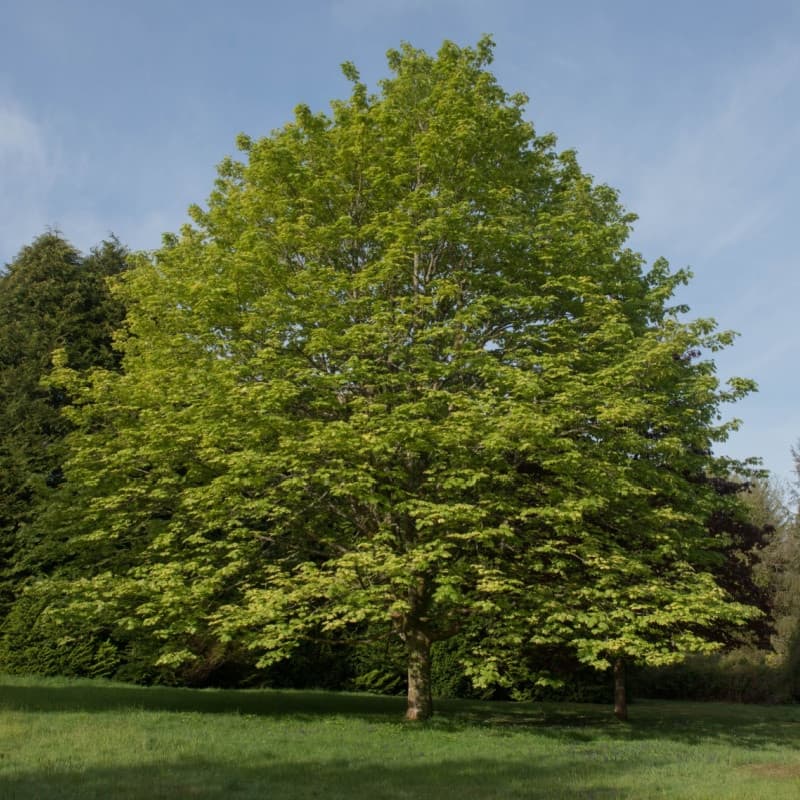 Sycamore Seedlings For Sale