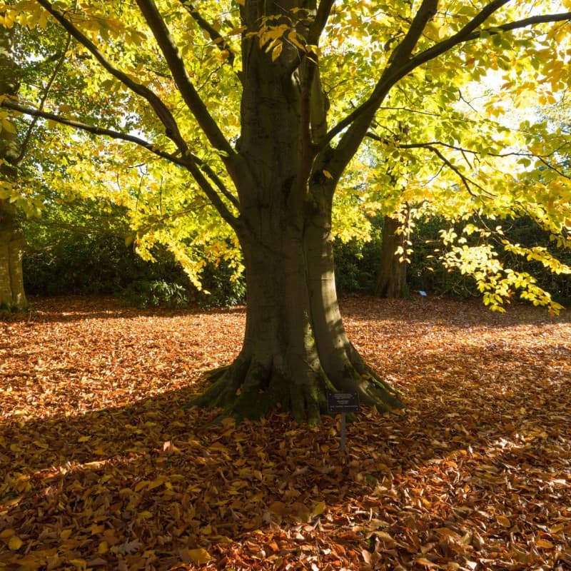 American Beech Seedlings For Sale