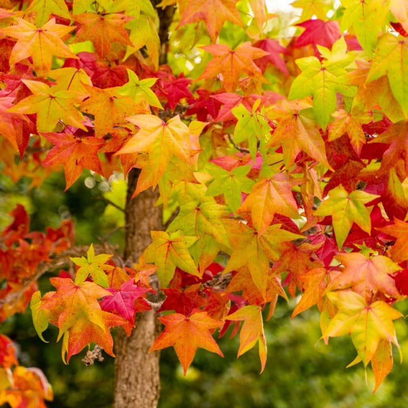 Sweet Gum Seedlings For Sale