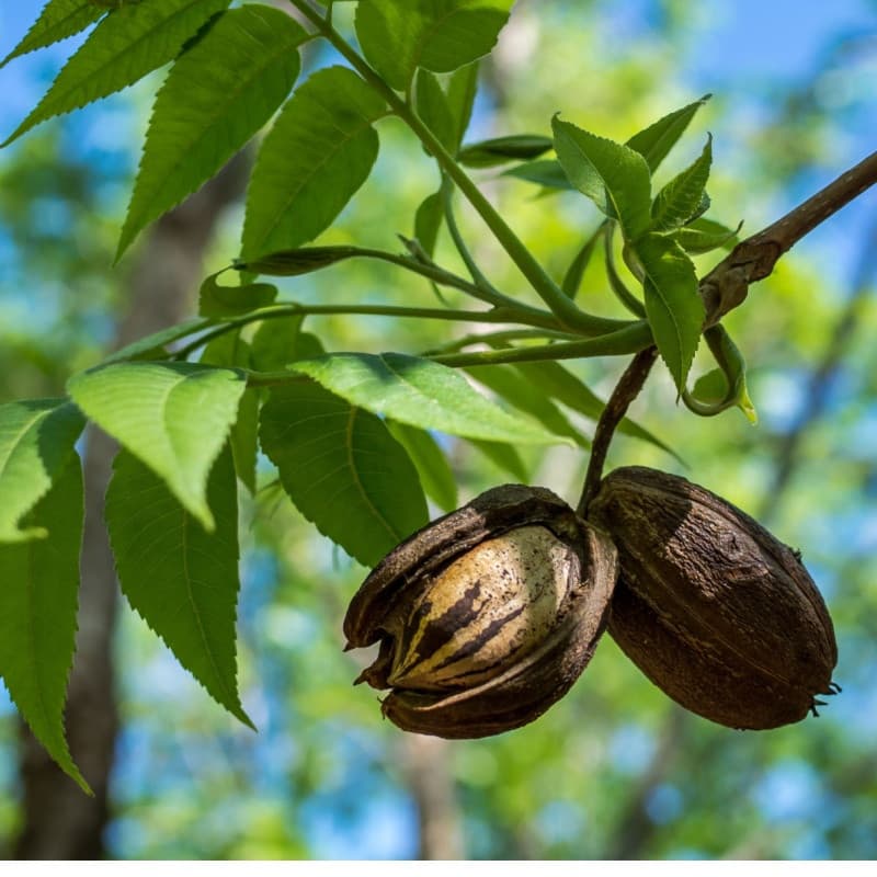 Pecan Tree Seedlings