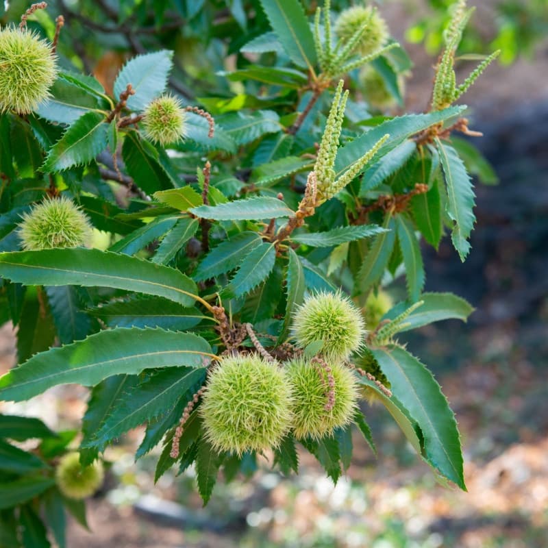 Chinese Chestnut Seedlings For Sale