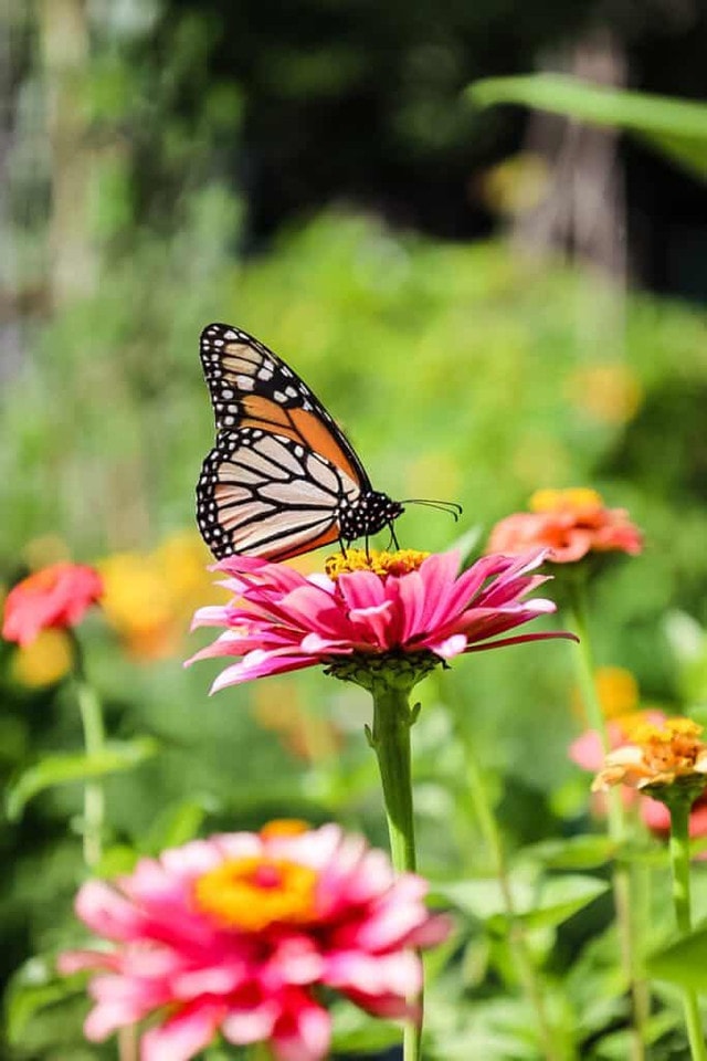 Pollinator Attracting Magnet Plants