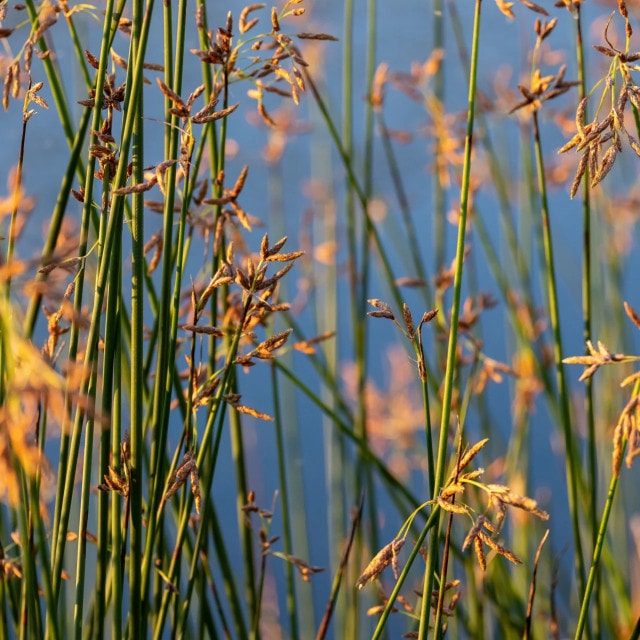 Best Bare-Root Perennials to Plant in Fall for Spring Blooms