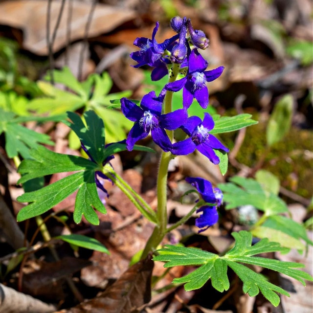 Deer-Resistant Shrubs for Any Landscape
